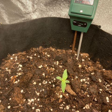 White widow  growlog timeline photo