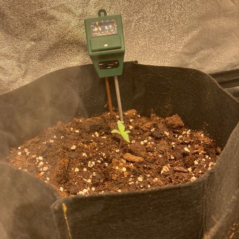 White widow  growlog timeline photo