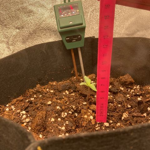 White widow  growlog timeline photo