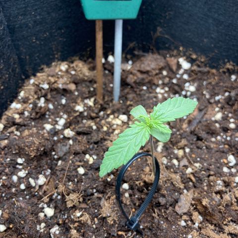 Fat banana growlog timeline photo