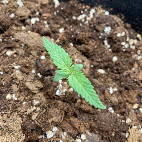 White widow  growlog timeline photo