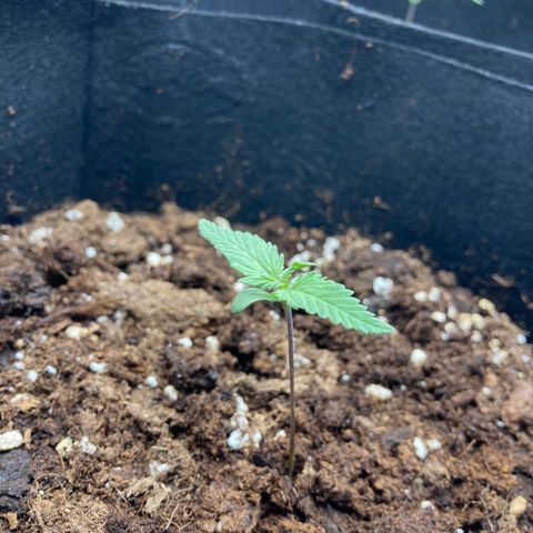 White widow  growlog timeline photo