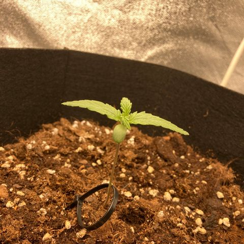 Fat banana growlog timeline photo