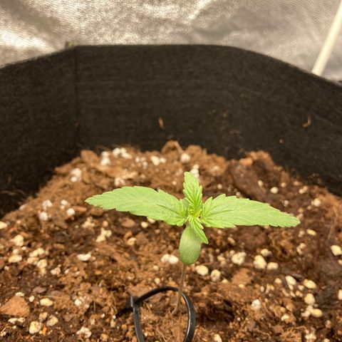 Fat banana growlog timeline photo
