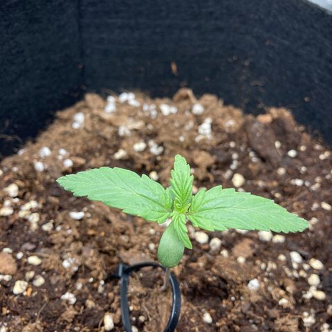 Fat banana growlog timeline photo