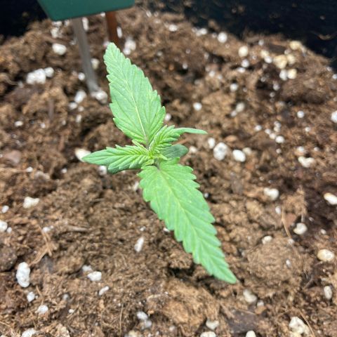 White widow  growlog timeline photo