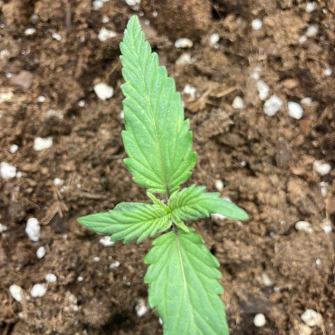 White widow  growlog timeline photo