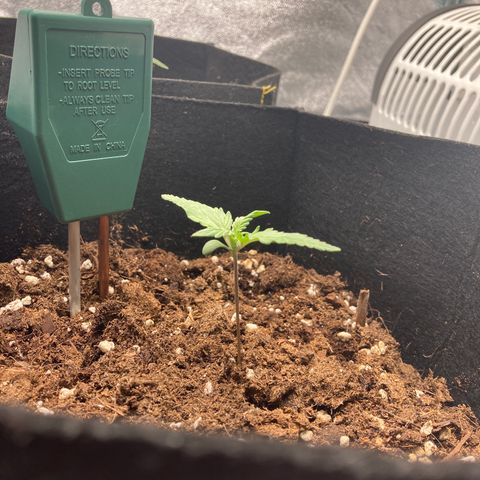 White widow  growlog timeline photo
