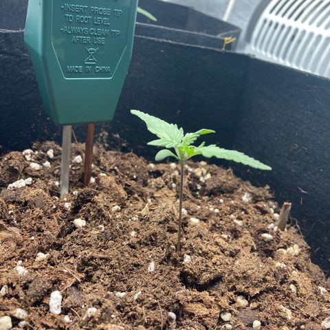 White widow  growlog timeline photo