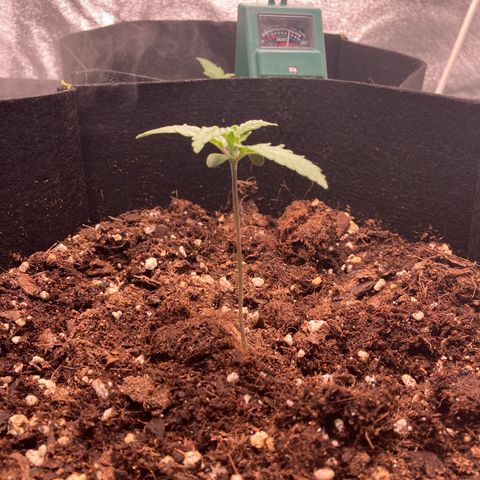 Fat banana growlog timeline photo
