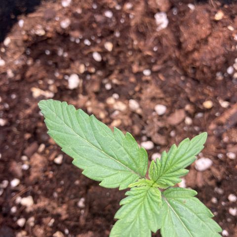 Fat banana growlog timeline photo