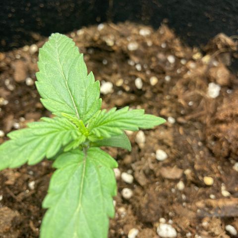 Fat banana growlog timeline photo