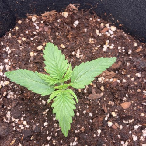 Fat banana growlog timeline photo