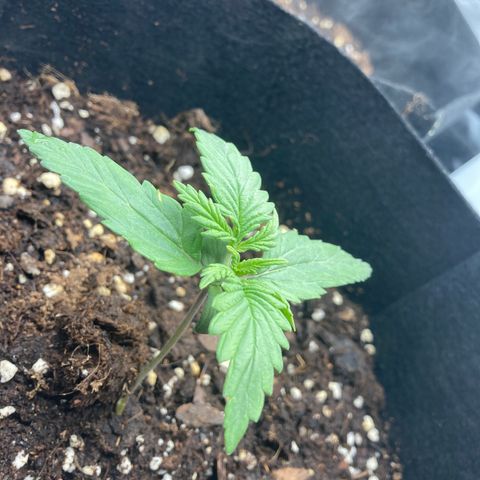 Fat banana growlog timeline photo