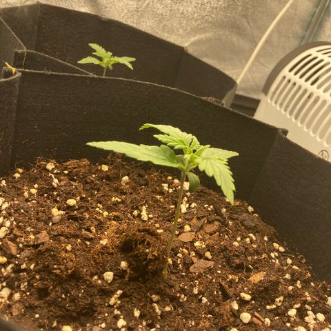 Fat banana growlog timeline photo