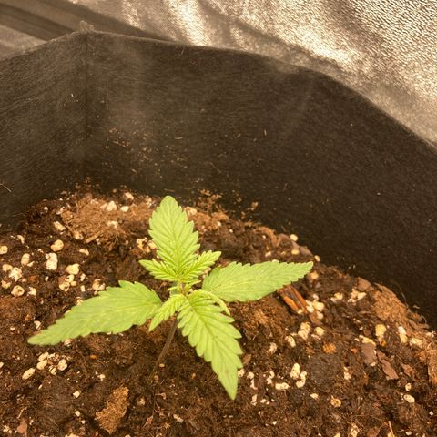 White widow  growlog timeline photo