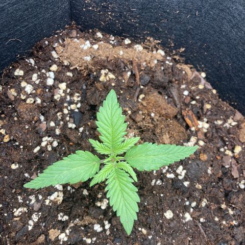 White widow  growlog timeline photo