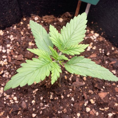 Fat banana growlog timeline photo