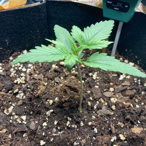 Fat banana growlog timeline photo