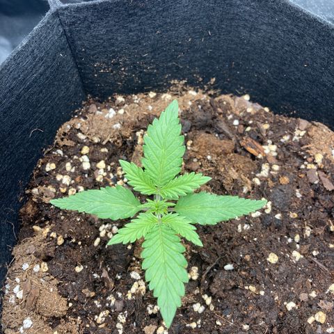 White widow  growlog timeline photo
