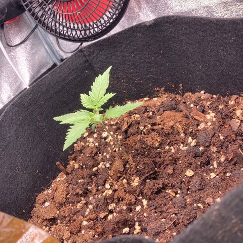 White widow  growlog timeline photo