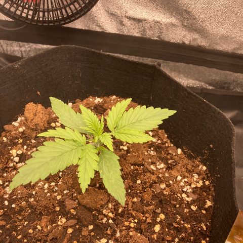 White widow  growlog timeline photo