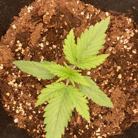 White widow  growlog timeline photo
