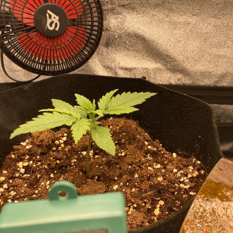White widow  growlog timeline photo