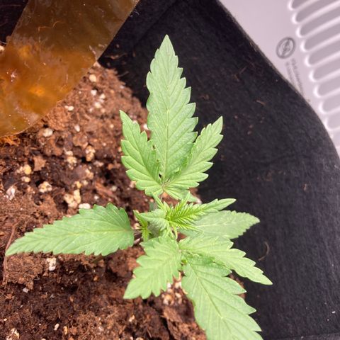 Fat banana growlog timeline photo