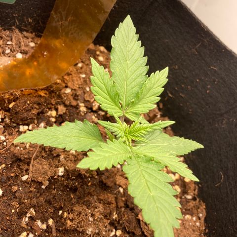 Fat banana growlog timeline photo