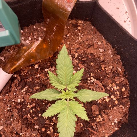Fat banana growlog timeline photo