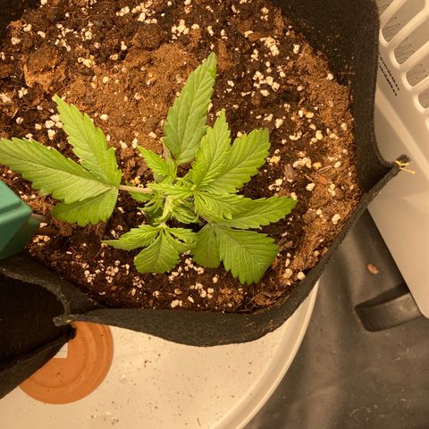 Fat banana growlog photo: Starten lst 