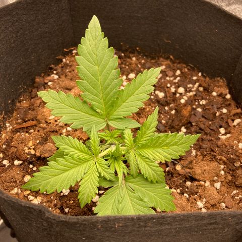 White widow  growlog timeline photo