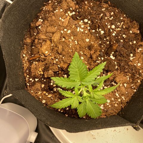 White widow  growlog timeline photo
