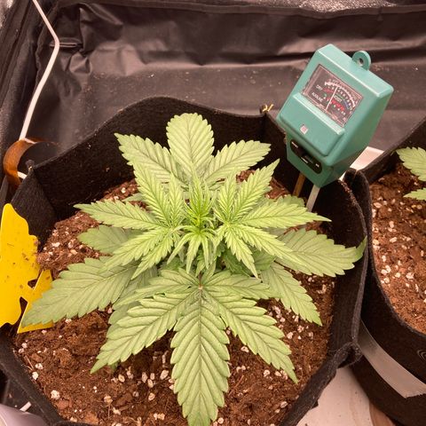 Fat banana growlog timeline photo
