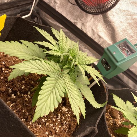 Fat banana growlog timeline photo