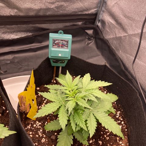 White widow  growlog timeline photo