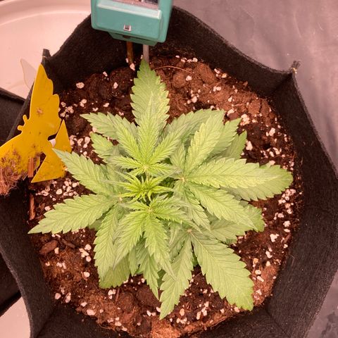 White widow  growlog timeline photo