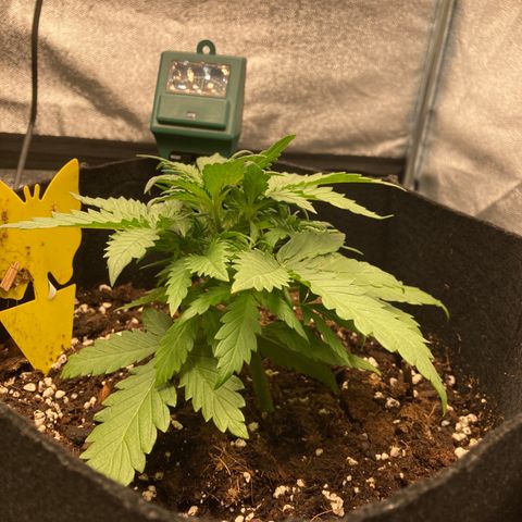 White widow  growlog timeline photo