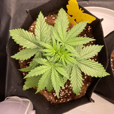 Fat banana growlog timeline photo