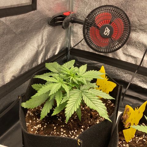 Fat banana growlog timeline photo