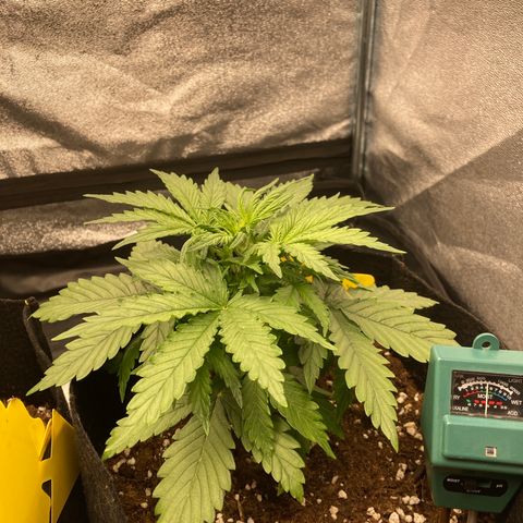 Fat banana growlog timeline photo