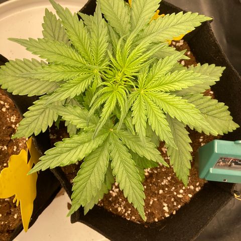 Fat banana growlog timeline photo
