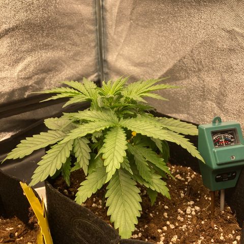 Fat banana growlog timeline photo