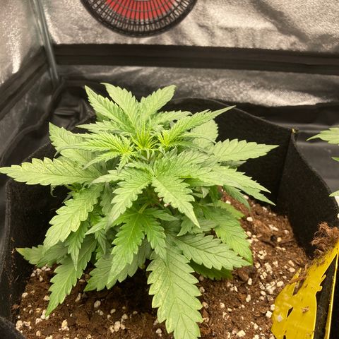 White widow  growlog timeline photo