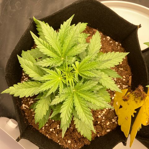 White widow  growlog timeline photo