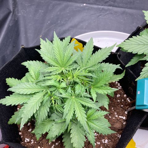 White widow  growlog timeline photo