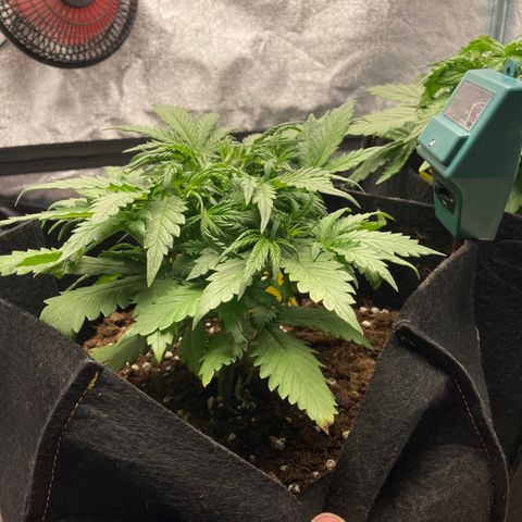 White widow  growlog timeline photo