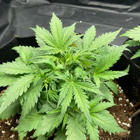 White widow  growlog timeline photo