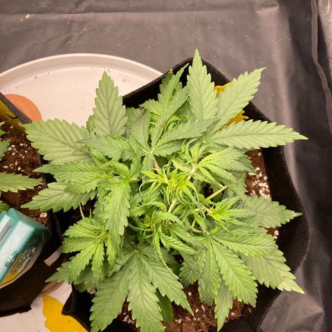 Fat banana growlog timeline photo